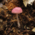 Pink Mycena